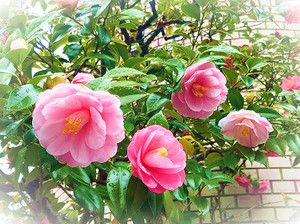 Photo_6